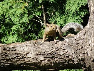 Petits animaux à Deux- Montagnes...