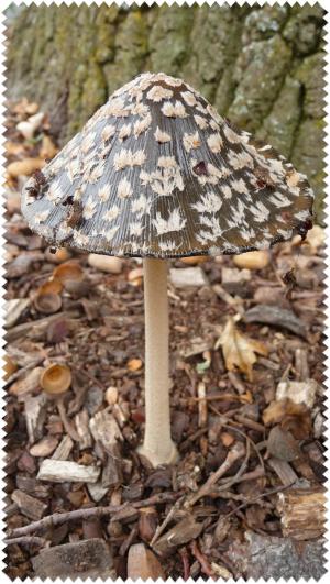 Faire copain-copain avec le coprin ?