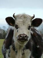 MACRO FOLIE #13 MACRO FOLIE #13