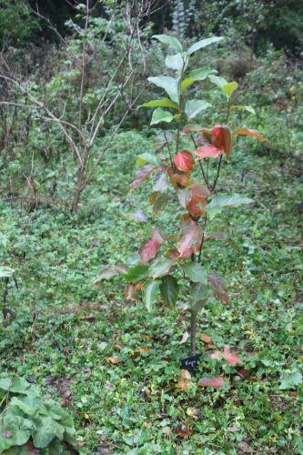 1 fuyu romi 10 oct 2012 032.jpg