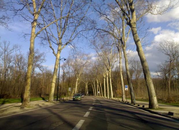 bois_photo_thomasfaivre-duboz