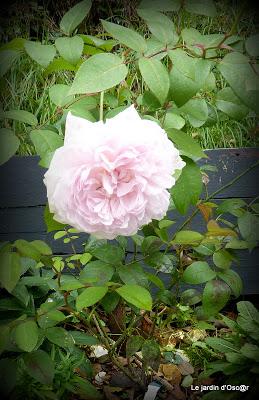 Petite pause, cette semaine, pour causes d' intempéries.....