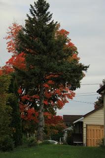 Les couleurs de l’automne à Deux-Montagnes