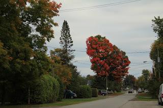 Les couleurs de l’automne à Deux-Montagnes