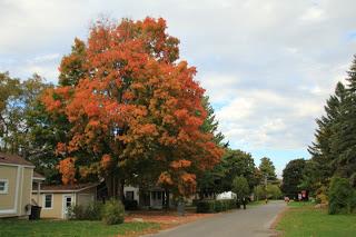 Les couleurs de l’automne à Deux-Montagnes