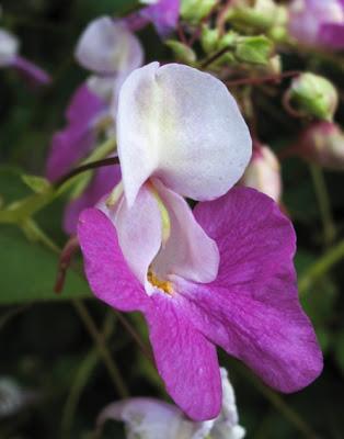 Quelques plantes invasives avérées ou à surveiller