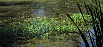 Quelques plantes invasives avérées ou à surveiller