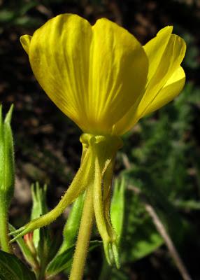 Quelques plantes invasives avérées ou à surveiller