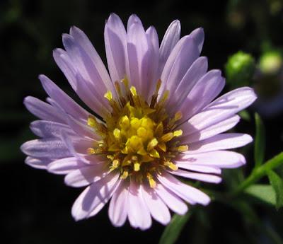 Quelques plantes invasives avérées ou à surveiller