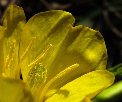 Quelques plantes invasives avérées ou à surveiller