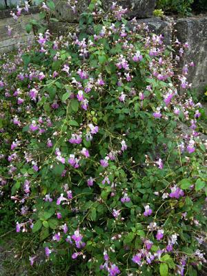 Quelques plantes invasives avérées ou à surveiller