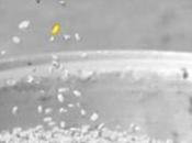 Marchés agricoles: variations fatales