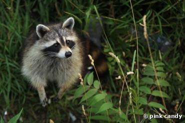 Hyderabad : un sommet sur la biodiversité qui n'intéresse personne ?