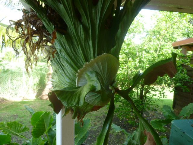 Platycerium Grande ! Des nouvelles fraiches !