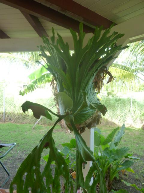 Platycerium Grande ! Des nouvelles fraiches !