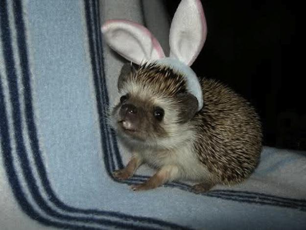 You can even dress a hedgehog for Easter.