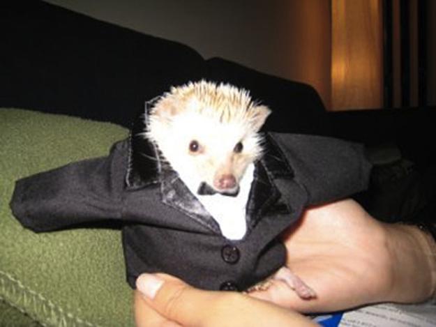 In conclusion, a hedgehog wearing clothes is a happier and healthier hedgehog*.
