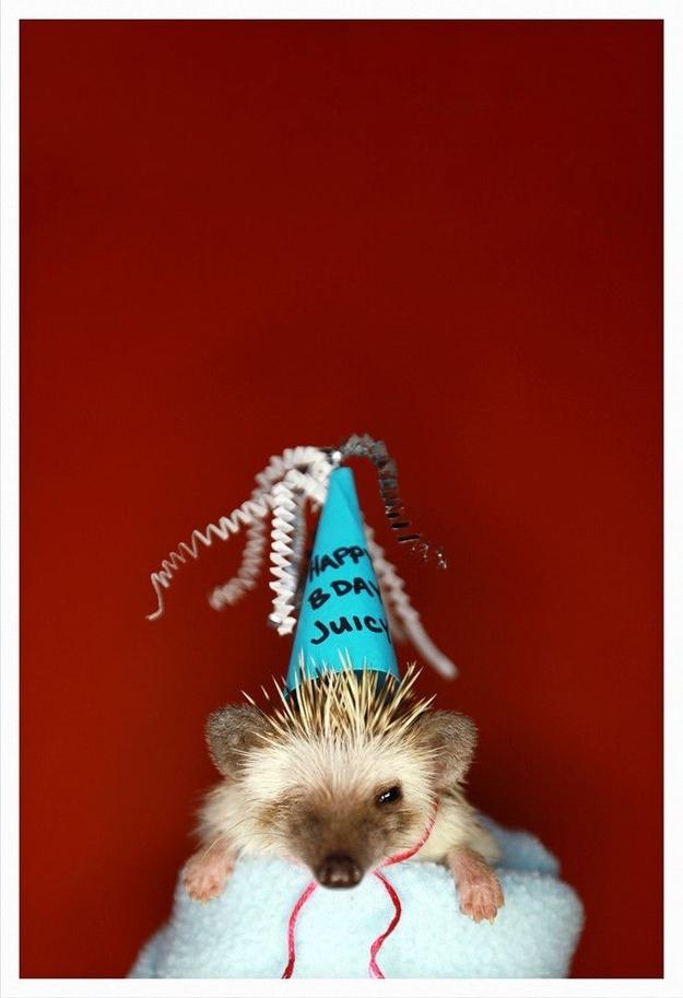 Hedgehogs also appreciate being dressed up for their birthdays.
