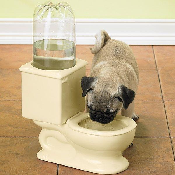 Water Bowl