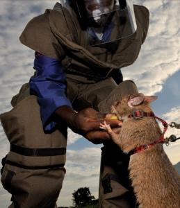 TUBERCULOSE: On entraîne des rats à sauver des vies – Apopo