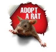 TUBERCULOSE: On entraîne des rats à sauver des vies – Apopo