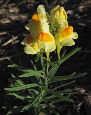 Trois Scrophulariaceae