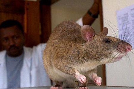 Des rats géants dressés pour détecter la tuberculose