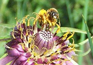 Vendredis du Vin #49 : les notes florales - le bouquet final abeille salsifice 2