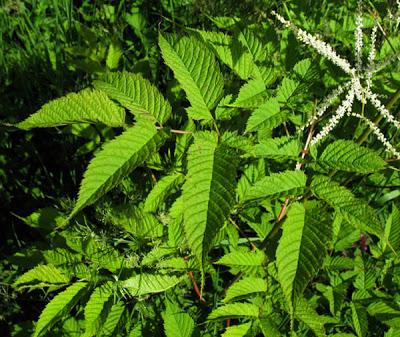 Aruncus dioicus, Reine des bois, Barbe de bouc