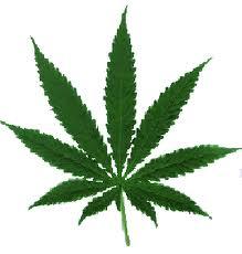Cannabis : l’étude qui donne raison à Peillon