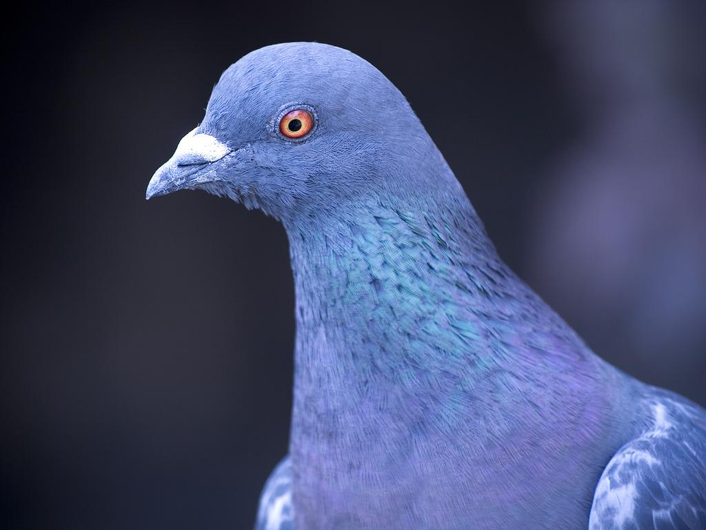 Les pigeons entrepreneurs se font pigeonner