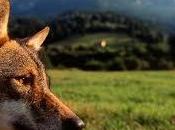 Convivenza paix loups