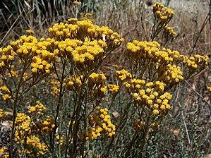 Immortelle-d-Italie.jpg