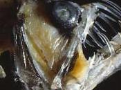 Pourquoi poissons abysses sont-ils aussi laids