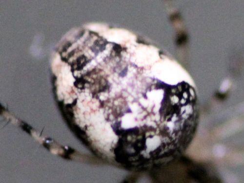 7 meta abdomen dessus 15 oct 2012 059.jpg