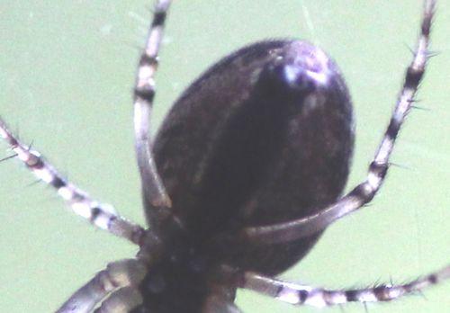 4 meta abdomen dessous 15 oct 2012 042.jpg