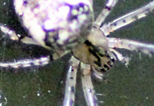 8 meta tête dessus 15 oct 2012 p 085.jpg