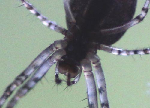 5 meta tête dessous 15 oct 2012 047.jpg