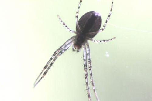 3 meta dessous 15 oct 2012 034.jpg