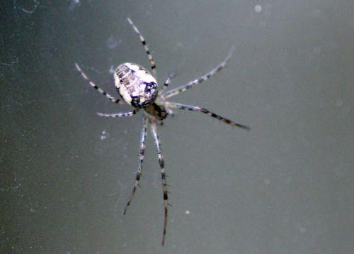 6 meta dessus 15 oct 2012 068.jpg