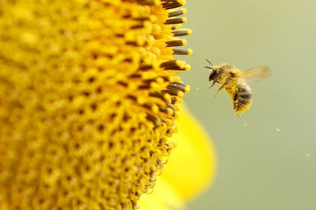 La pollinisation par les abeilles vaudrait environ 190... (PHOTO ROLAND WEIHRAUCH, AFP)