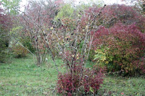 1 barres 13 oct 2012 245.jpg