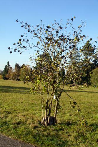 5 acanthopanax wardii chèvreloup 20 oct 027.jpg