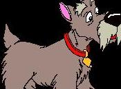 Blagounette vieux caniche .....