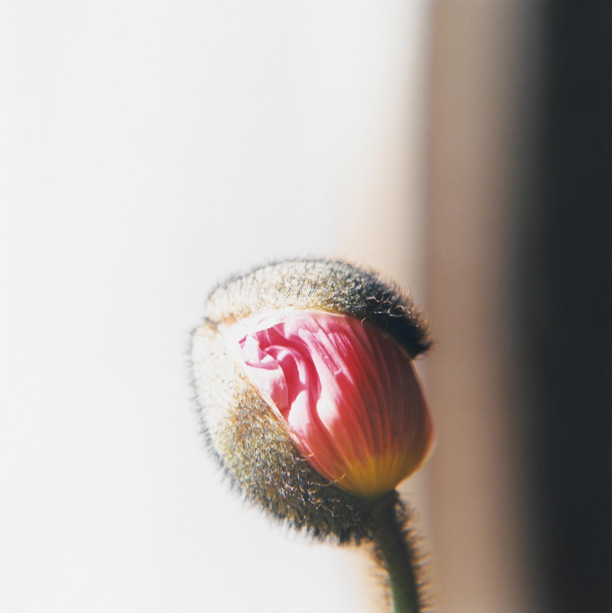 Rinko Kawauchi