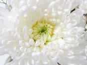 C'est saison Chrysanthèmes, conseils pour conserver longtemps vase