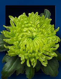 Chrysantheme-globe-green