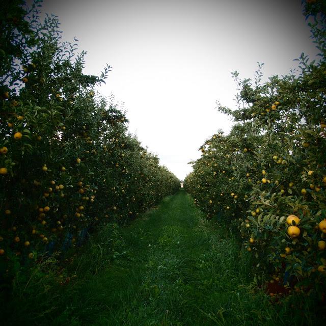 Dans les champs d'automne...