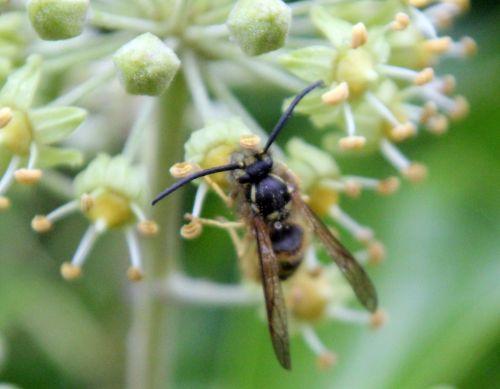 guepe barres 13 oct 2012 218.jpg