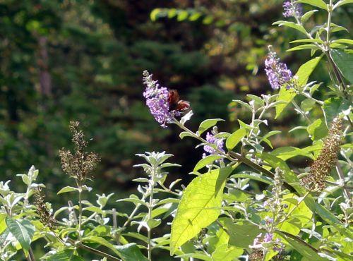 2 gb 16 sept 2012 097.jpg